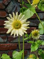 zaden Helianthus debilis Little lemon, Verzenden, Voorjaar, Volle zon, Zaad