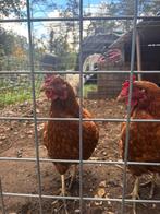 2 Lohman bruin bio kippen, Vrouwelijk, Kip