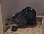 Gaditano x Marchenero duif, Dieren en Toebehoren, Vogels | Duiven, Vrouwelijk, Kropper