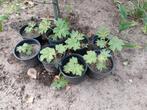 Tetrapanax stekken, Ophalen of Verzenden, Zomer, Vaste plant, Volle zon