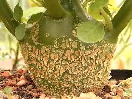 Dorstenia hildebrandtii caudex plant, Huis en Inrichting, Kamerplanten, Overige soorten, Minder dan 100 cm, Bloeiende kamerplant