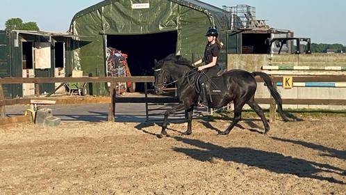 Serieuze bijrijder/verzorger aangeboden, Dieren en Toebehoren, Paarden en Pony's | Verzorgingsproducten, Nieuw, Ophalen of Verzenden