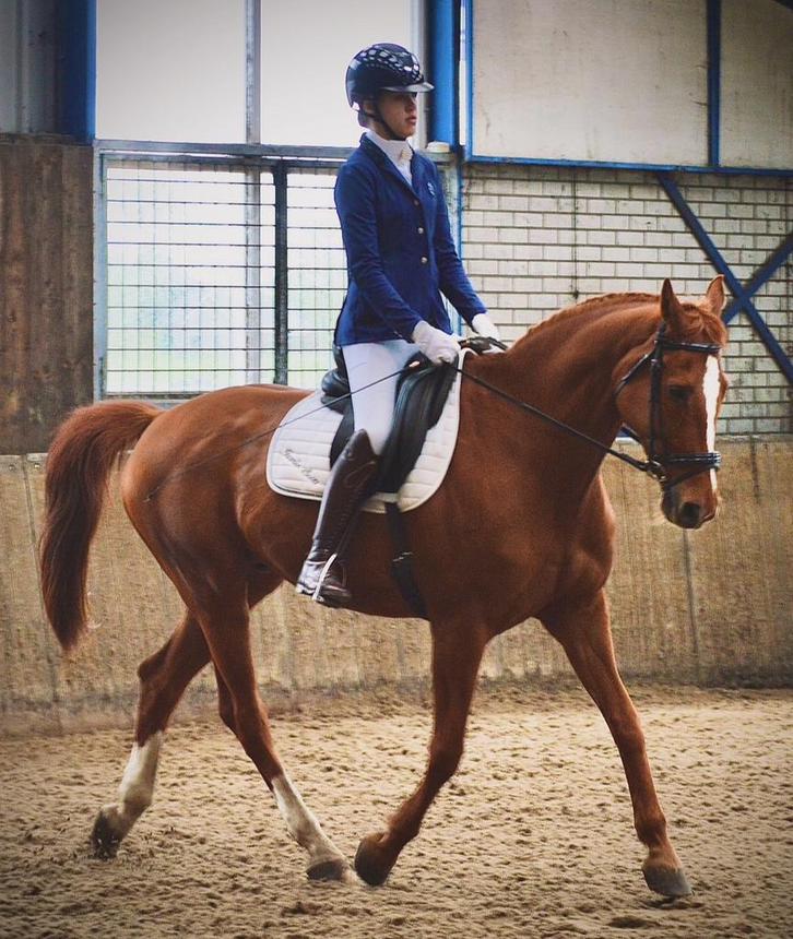 Bijrijd paard gezocht/ bijrijder aangeboden!, Dieren en Toebehoren, Paarden en Pony's | Verzorgingsproducten, Ophalen of Verzenden