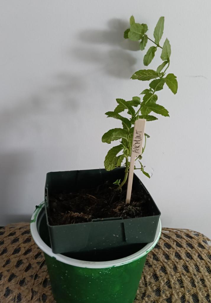 Aarmunt  🌿 Ruil mij!!🌿, Tuin en Terras, Planten | Tuinplanten, Volle zon, Zomer, Ophalen