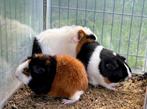 3 cacia zeugen te koop!, Dieren en Toebehoren, Knaagdieren, Meerdere dieren, Cavia, Na 1 juli 2024, Tam