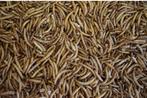 Meelwormen nodig?!, Dieren en Toebehoren, Dierenvoeding, Ophalen of Verzenden