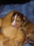 Mooie pups te koop., Overige rassen, 8 tot 15 weken, Meerdere, Meerdere dieren