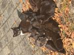 katten, Meerdere dieren, Eend