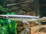 💥 Longnose Gar - Snoek, Vis