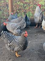Broedeieren Amrock kippen Groot, Dieren en Toebehoren, Geslacht onbekend, Kip