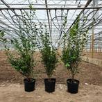 Liguster Ovalifolium 150cm - Ideaal voor een haag!, Volle zon, Vaste plant, Lente, Ophalen