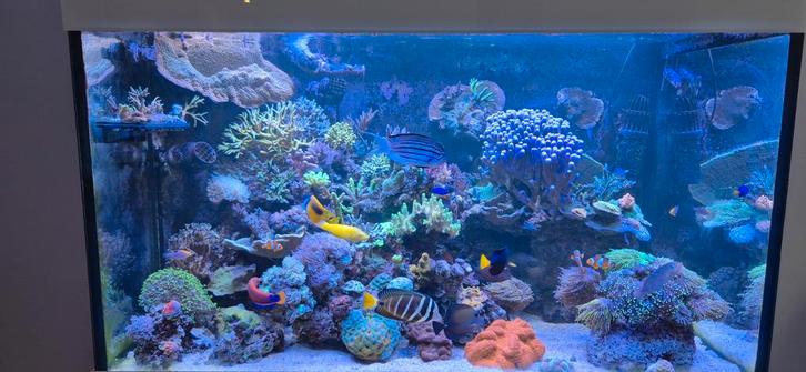 Verschillende soorten stekken koraal, Dieren en Toebehoren, Vissen | Aquariumvissen, Zoutwatervis, Overige typen