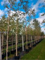 Betula pendula, witte berk, Tuin en Terras, In pot, Ophalen