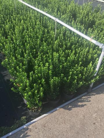 Euonymus Green Spire (beste buxusvervanger) div. maten pot beschikbaar voor biedingen