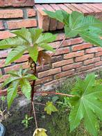 Wonderboom Ricinus Castor boom te koop, Tuin en Terras, Ophalen of Verzenden, Zomer, Volle zon