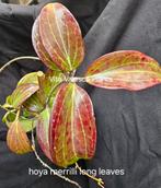 Hoya merrilli long leaves, Huis en Inrichting, Kamerplanten, Overige soorten, In pot, Minder dan 100 cm, Bloeiende kamerplant