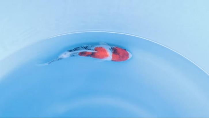 Japanse koi karper 22cm "Wagoi Showa", Dieren en Toebehoren, Vissen | Vijvervissen, Karper of Koi