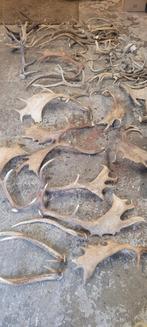 Gewei stangen geweien jacht jagen Veluwe hert, Watersport en Boten, Ophalen, Overige typen