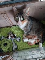 Kittens, Meerdere dieren, Kortharig, 0 tot 2 jaar