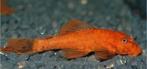 ancistrus, Dieren en Toebehoren, Vis, Zoetwatervis