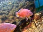 Red chilli Pauwoog, Dieren en Toebehoren, Vissen | Aquariumvissen, Vis