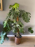 Gatenplant 1.50 m hoog, Huis en Inrichting, Kamerplanten, Ophalen, 100 tot 150 cm, Halfschaduw, In pot