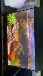 Aqarium, Dieren en Toebehoren, Vissen | Aquaria en Toebehoren, Ophalen, Zo goed als nieuw, Gevuld zoetwateraquarium