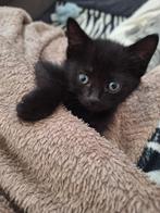 Nog 3 mooie zwarte kittens., Dieren en Toebehoren, Katten en Kittens | Overige Katten, 0 tot 2 jaar, Poes