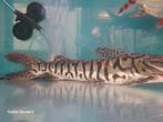 Pseudoplatystoma fasciatum, Dieren en Toebehoren, Vis