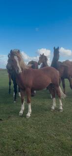 2 B pony's 1,5 jr ruintjes super mak en lief, Dieren en Toebehoren, Pony's, B, Ruin, 0 tot 2 jaar, B pony (1.17m tot 1.27m)