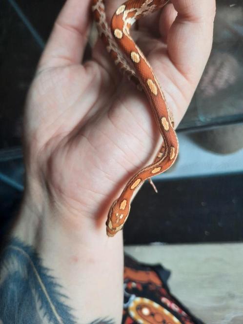 0 1 Rattenslang / korenslang, Dieren en Toebehoren, Reptielen en Amfibieën, Slang, 0 tot 2 jaar, Tam