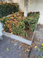 Taxus Baccata 60cm - Vandaag €5!, Tuin en Terras, Planten | Tuinplanten, Overige soorten, Vaste plant, Ophalen of Verzenden, Bloeit niet