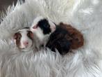 4 lieve beertjes cavia’s, Dieren en Toebehoren, Knaagdieren, Cavia, Mannelijk, Tam, September