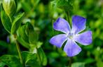 Maagdenpalm Vinca minor 'Atropurpurea', Bodembedekkers, Volle zon, Vaste plant, Ophalen of Verzenden