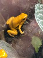 0.1.0 Terribillis oranje, Dieren en Toebehoren, Reptielen en Amfibieën