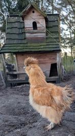 Prachtige buff usa zijdehoen haan, Dieren en Toebehoren, Pluimvee, Mannelijk, Kip