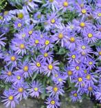 Herfst Aster, Vaste plant, Halfschaduw, Herfst, Ophalen