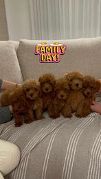 Toy Poodle - Toy Poedel, Poedel, Particulier, 15 weken tot 1 jaar, Buitenland
