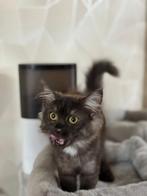 2 Blue smokey rusty  Maine coon X britse  kittens maincoon, Meerdere dieren, Gechipt