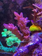 Acropora loripes red yellow, Dieren en Toebehoren, Ophalen, Nieuw, Gevuld zeewateraquarium