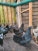 Ayam kippen &haan tekoop