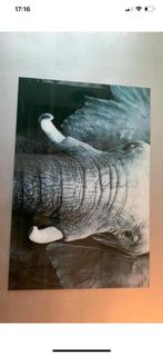 Schilderij olifant 120/80, Ophalen