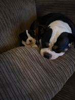 Old englisch bulldog pups, Dieren en Toebehoren, Honden | Bulldogs, Pinschers en Molossers, Rabiës (hondsdolheid), 8 tot 15 weken
