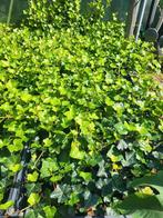 Hedra Hibernica klimop, Tuin en Terras, Planten | Tuinplanten, Vaste plant, Ophalen of Verzenden, Bloeit niet, Halfschaduw