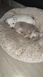Chihuahua pup, Dieren en Toebehoren, Honden | Chihuahua's en Gezelschapshonden, België, Particulier, Reu, 8 tot 15 weken