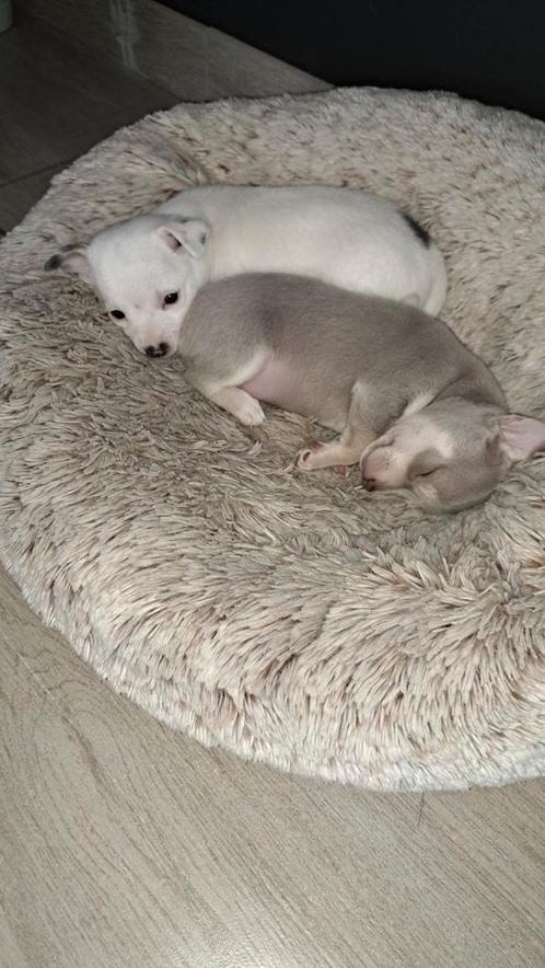 Chihuahua pup, Dieren en Toebehoren, Honden | Chihuahua's en Gezelschapshonden, Reu, Chihuahua, Particulier, Eén hond, België