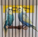 Koppeltje regenboog parkieten, Meerdere dieren, Parkiet