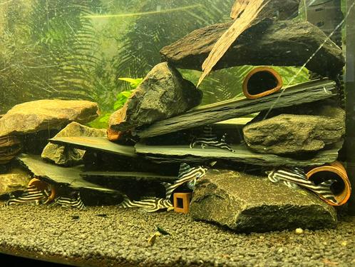 Kweekgroep l046 l46, Dieren en Toebehoren, Vissen | Aquariumvissen, Zoetwatervis, Vis
