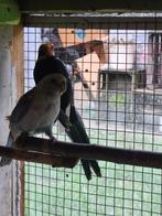 Rosella parkieten, Meerdere dieren, Parkiet, Geringd