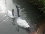 Zwarthals zwaan of ruilen, Dieren en Toebehoren, Meerdere dieren, Gans of Zwaan
